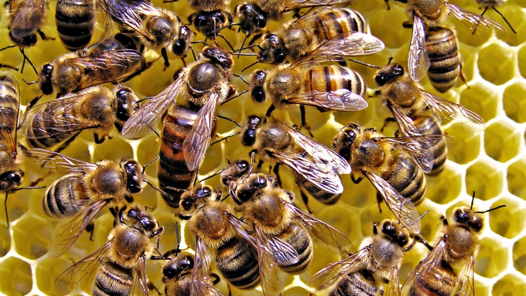 queen-honey-bee-wallpaper-3.jpg queen-honey-bee-wallpaper-3.jpg
