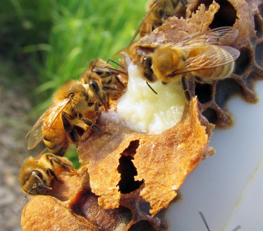 royal_jelly.jpg royal_jelly.jpg